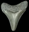Juvenile Megalodon Tooth #69319-1